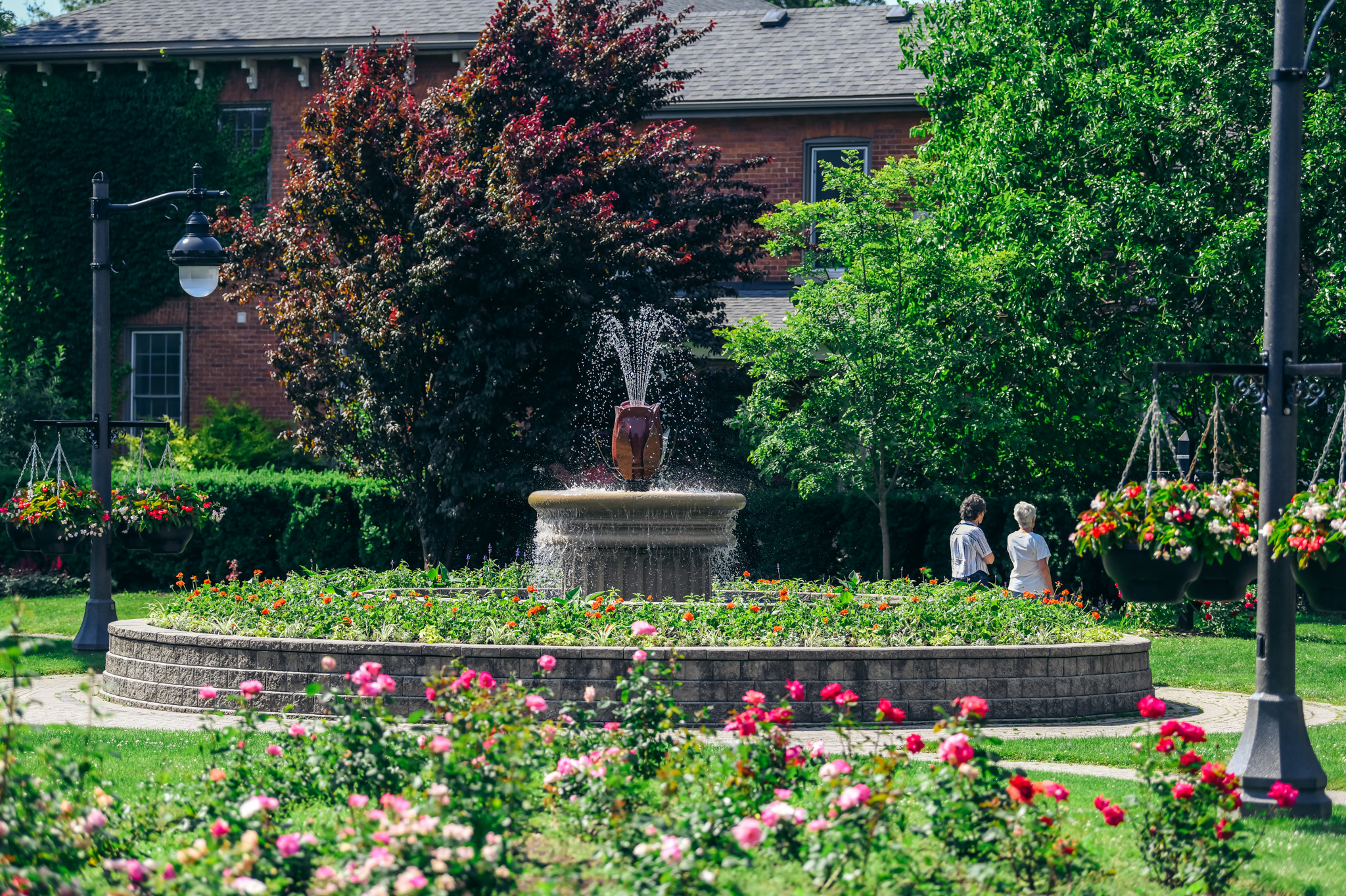 Corby Rose Garden