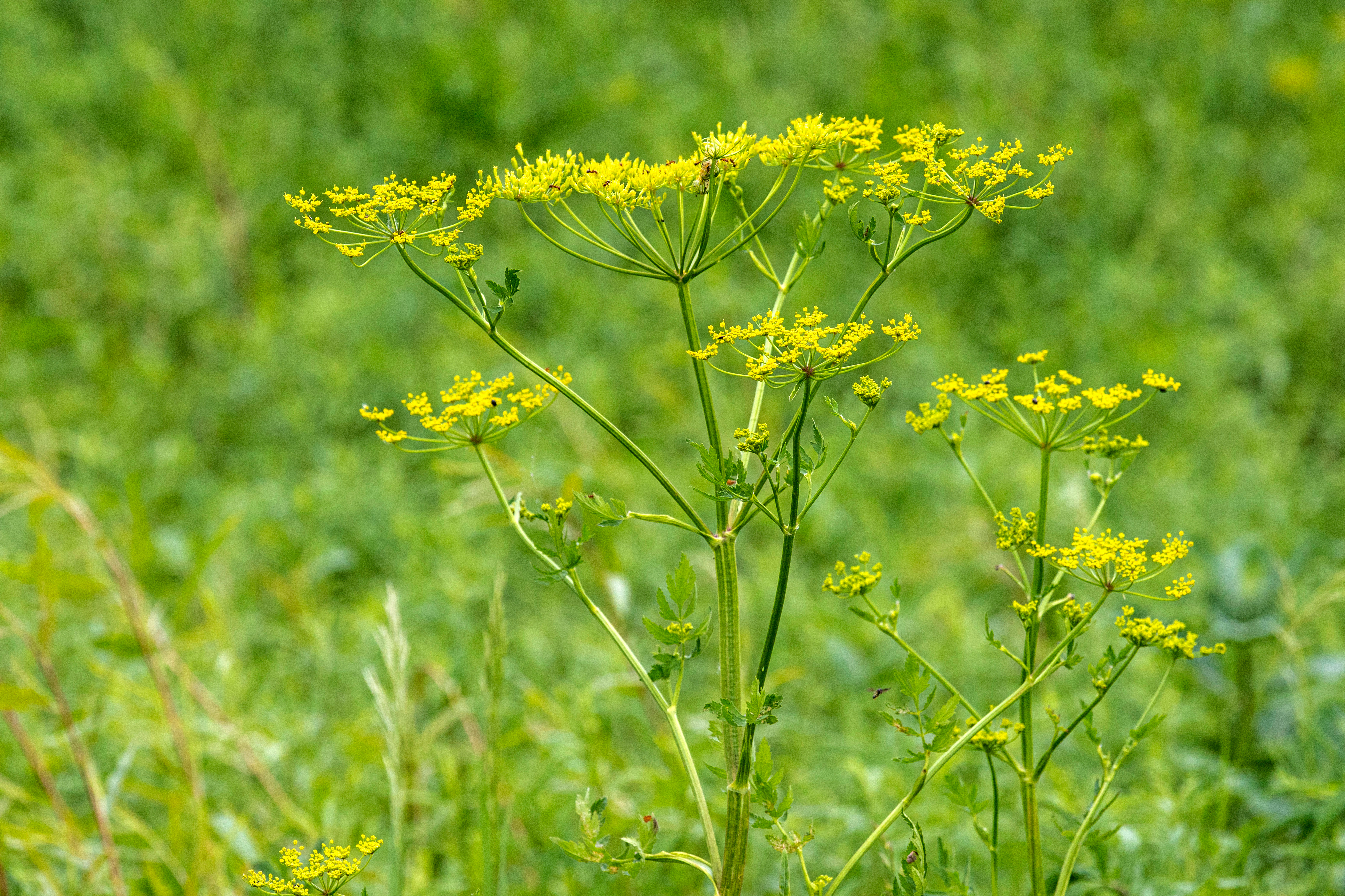 Wild Parsnip