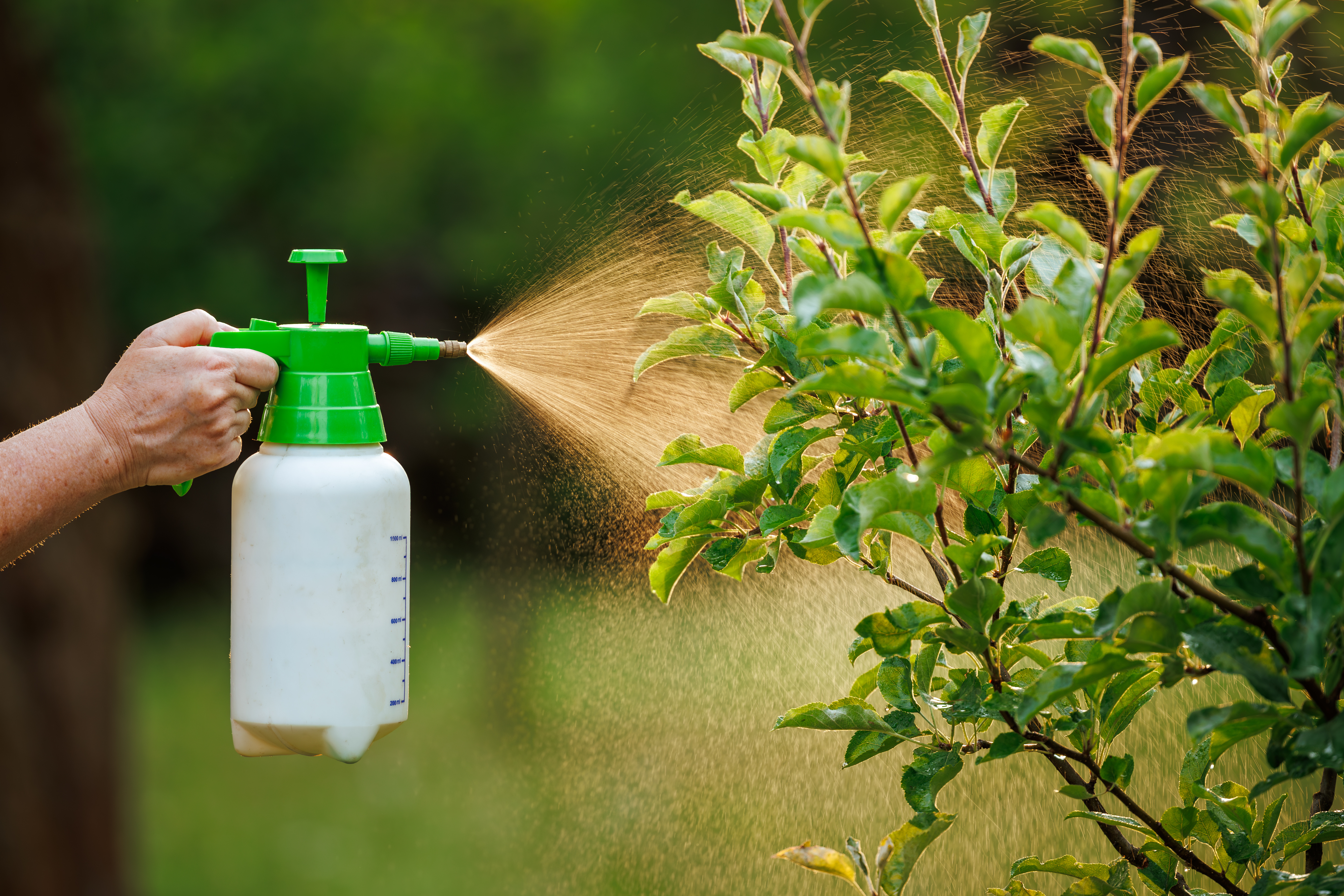 Person spraying tree leaves