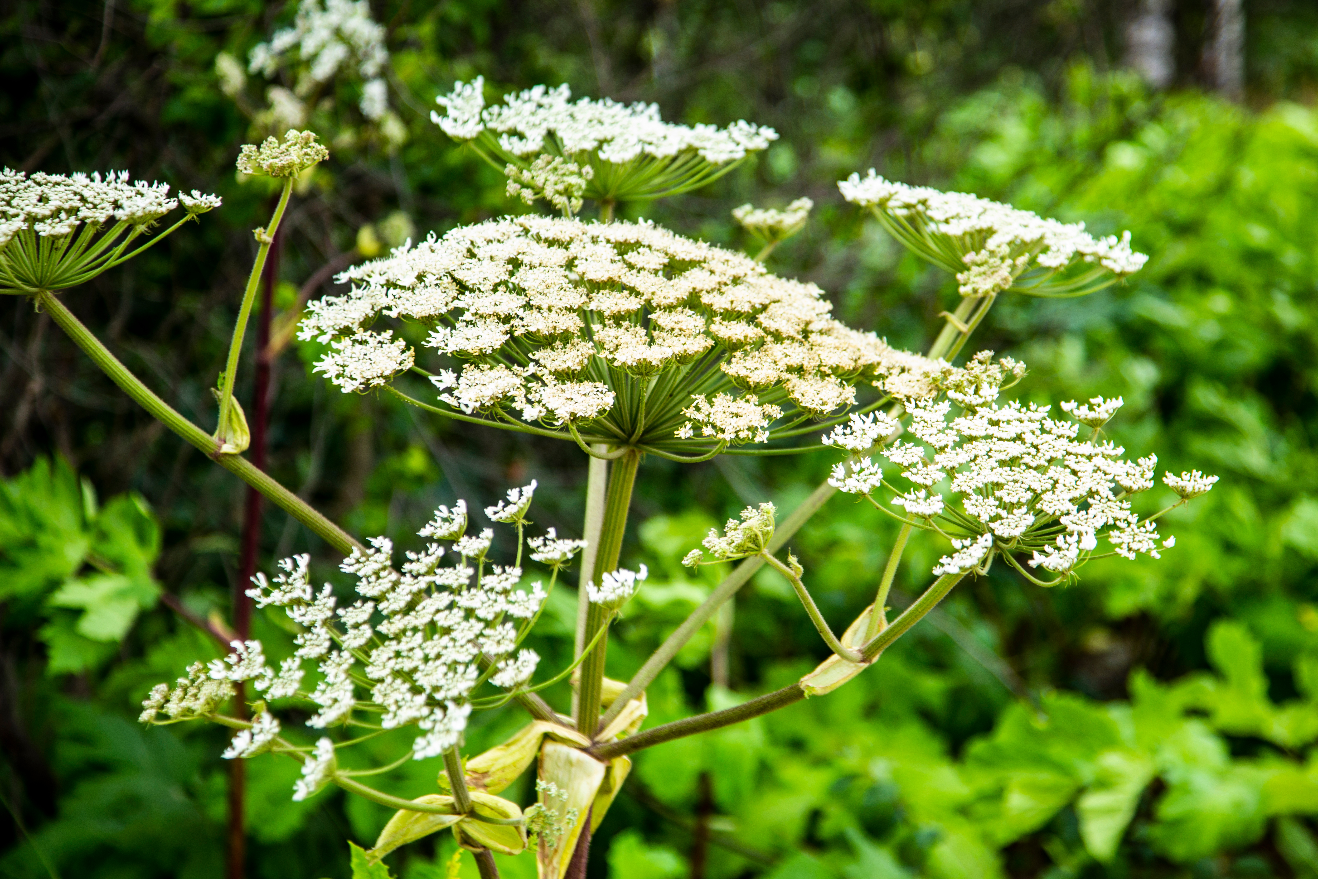 Giant Hogweed