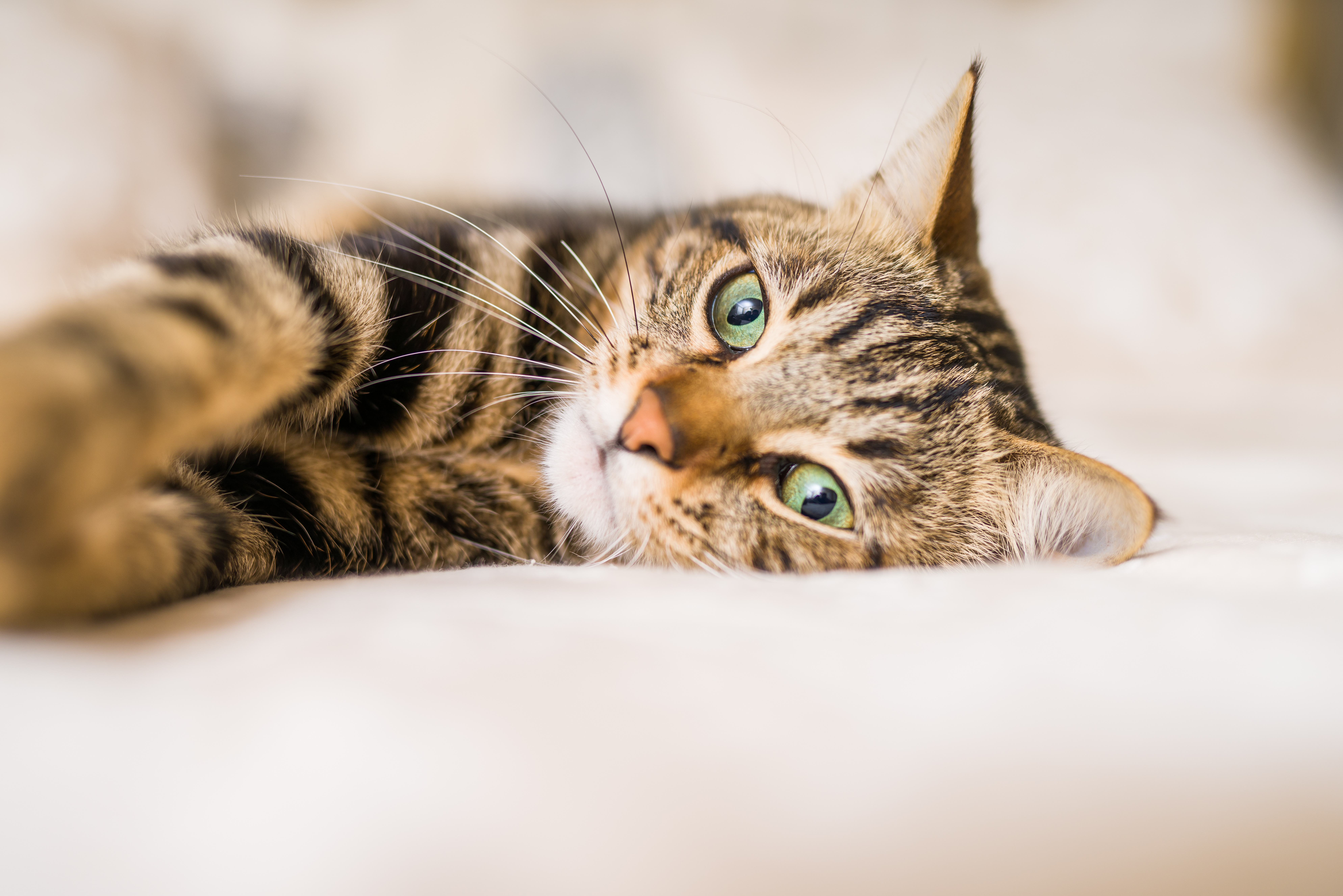 Cat laying on bed