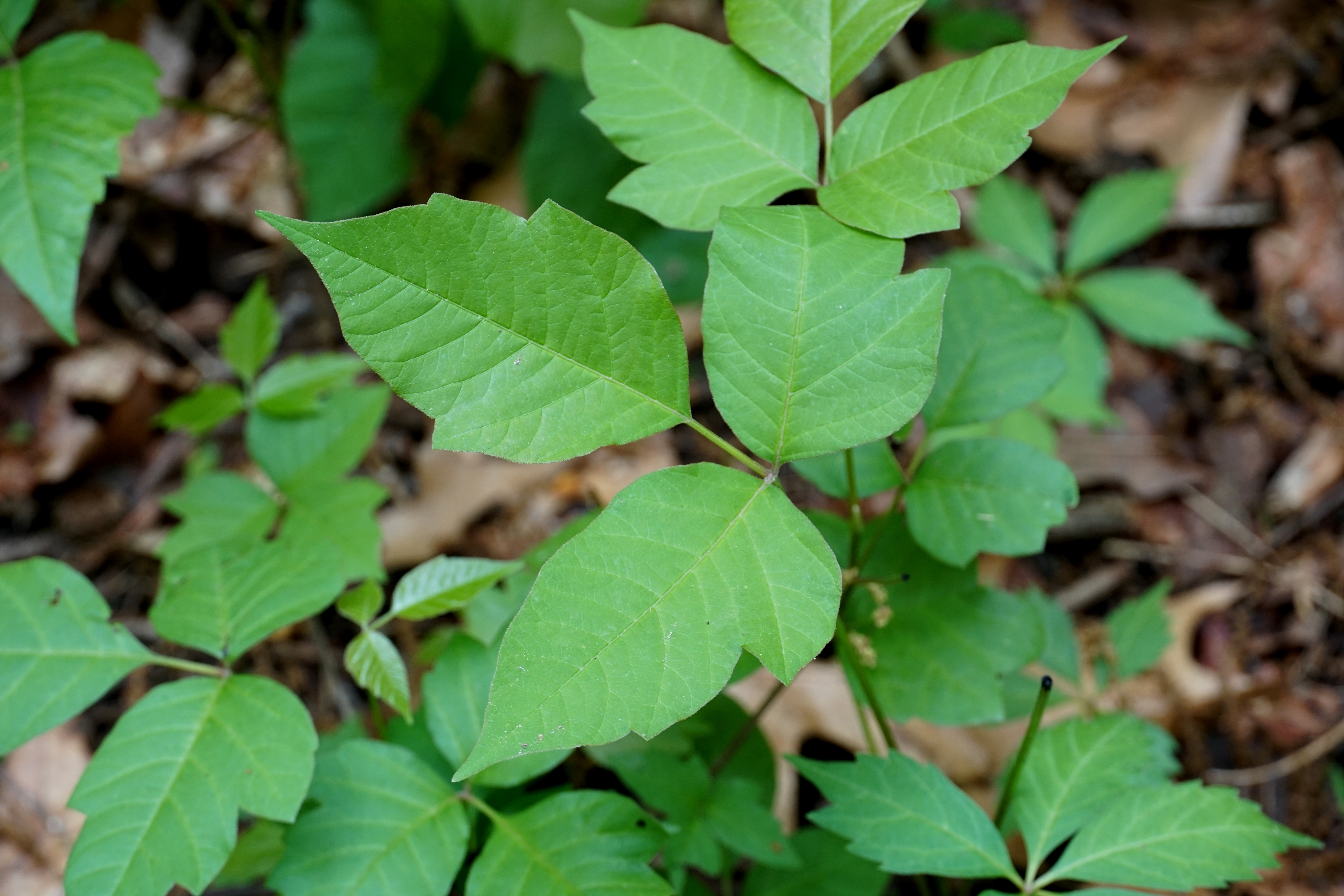 Poison Ivy