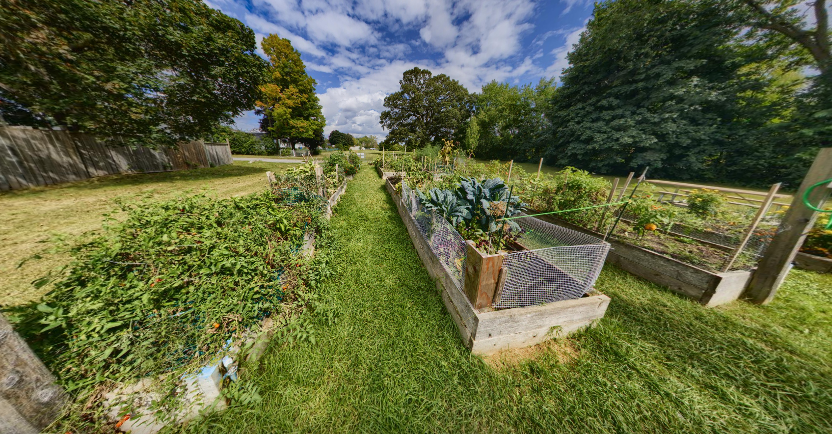 Community garden beds in a row