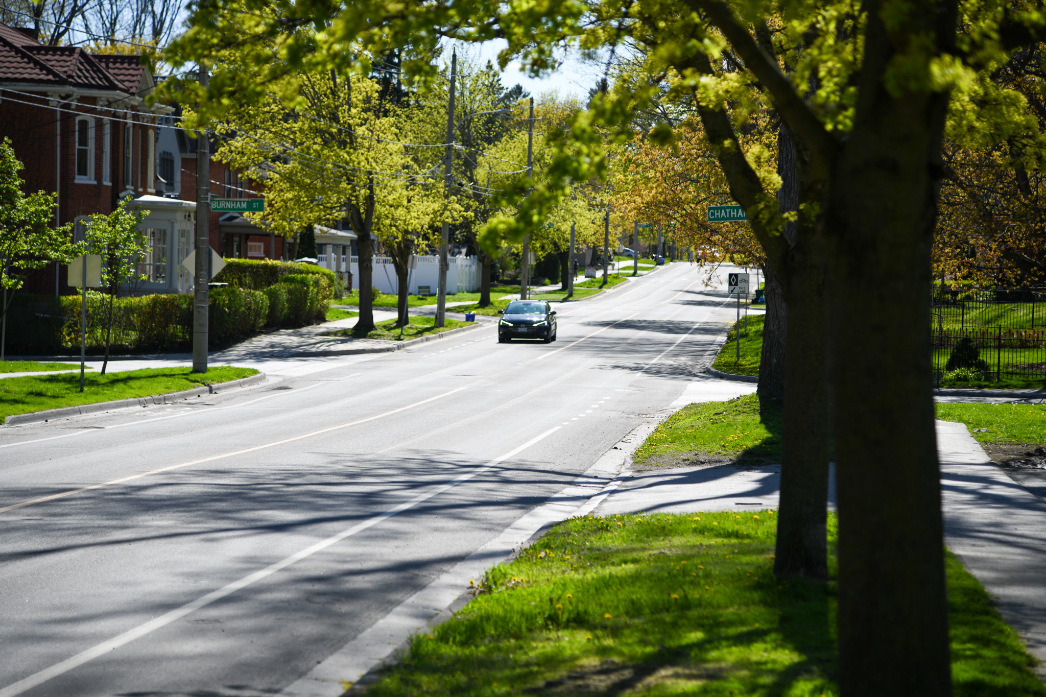 Trees lining city street
