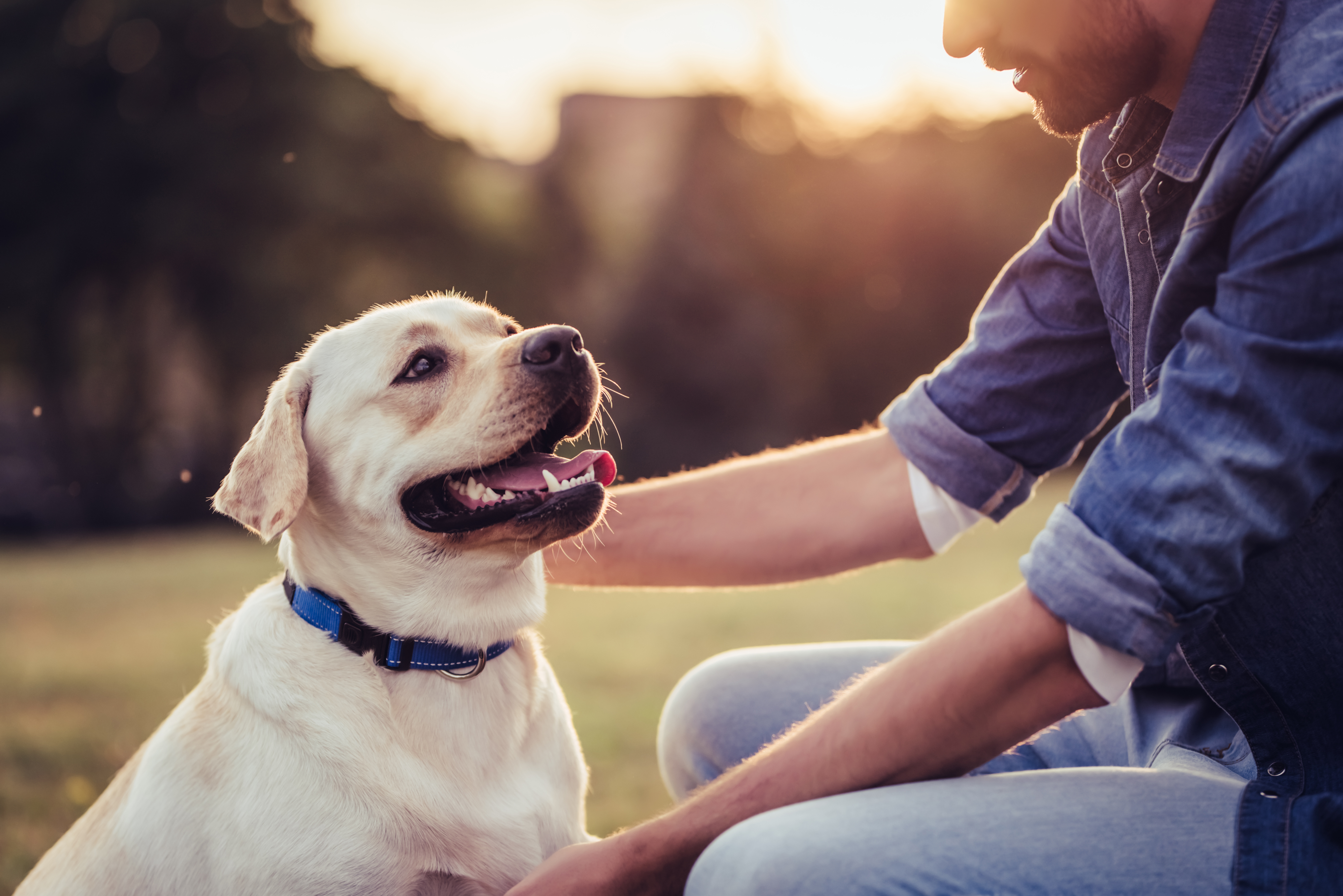 Yellow lab wearing collar