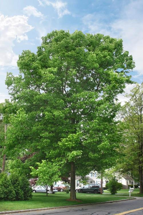 Hackberry