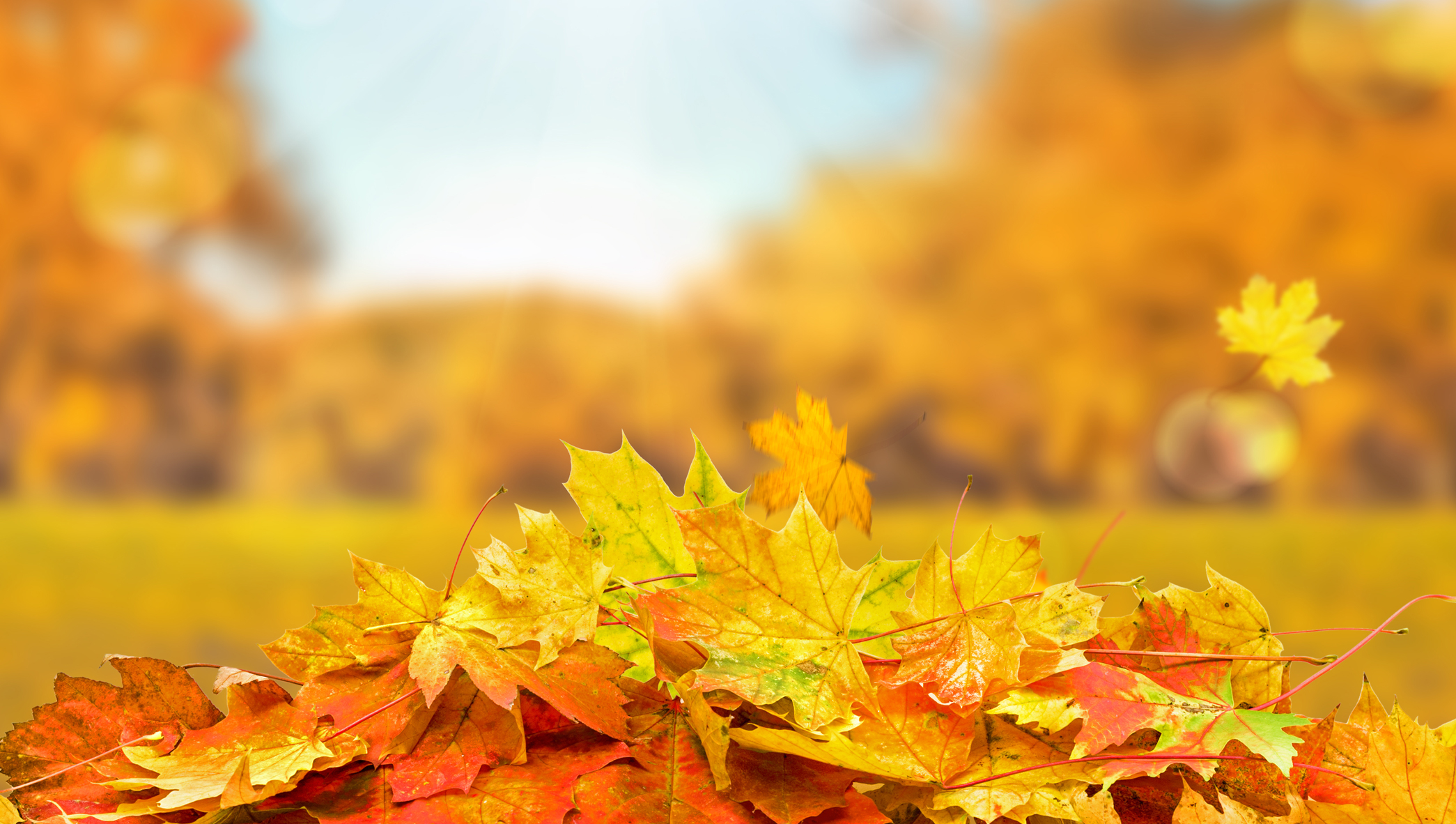 orange and yellow leaves in a large pile