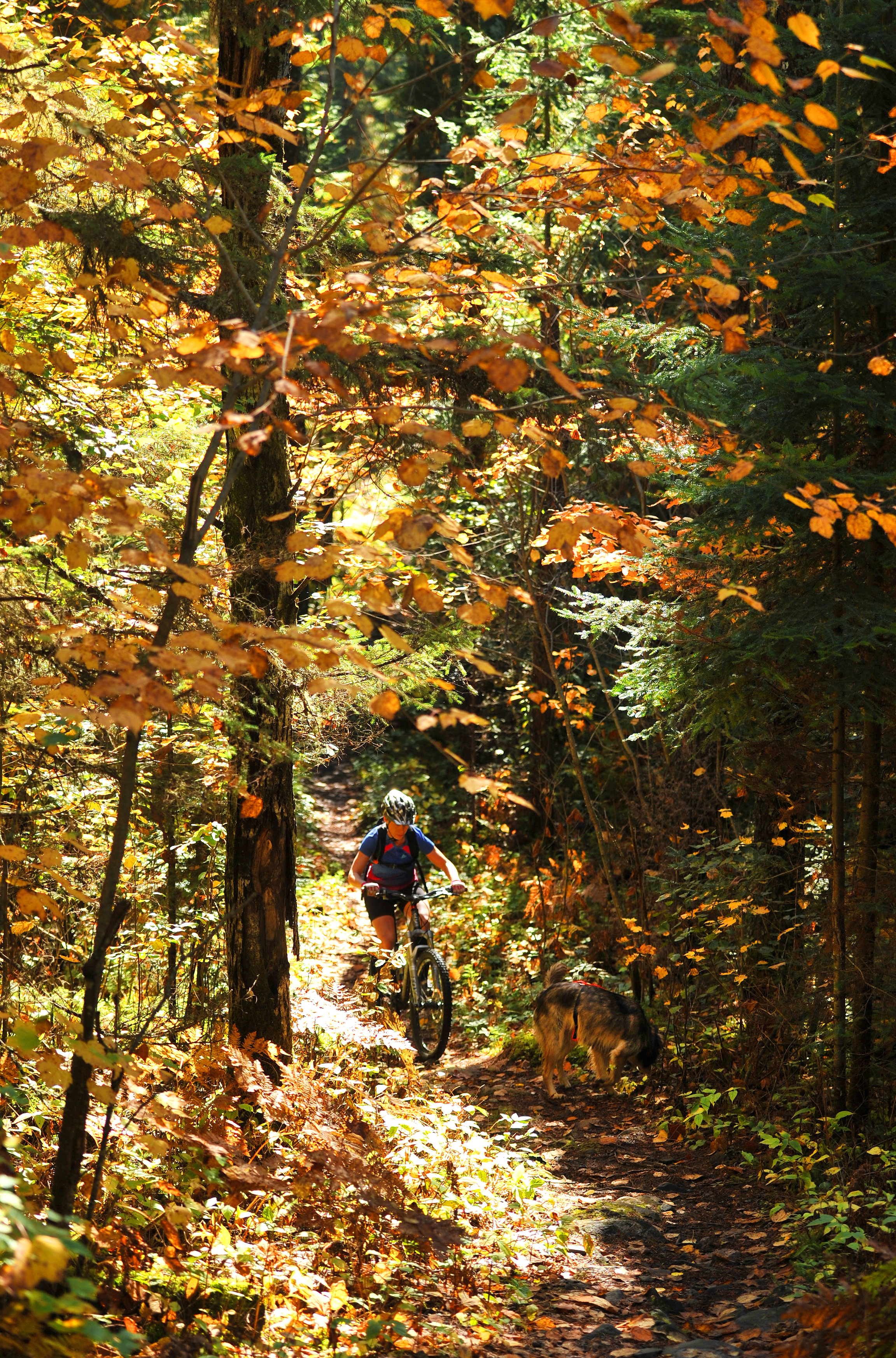 woman riding a mountain bike on a trail during the fall