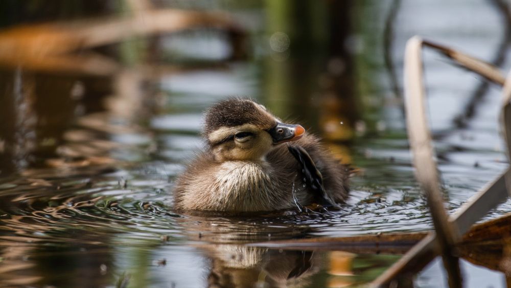 Duck swimming in a pond along a trail in Durham Region, Ontario
