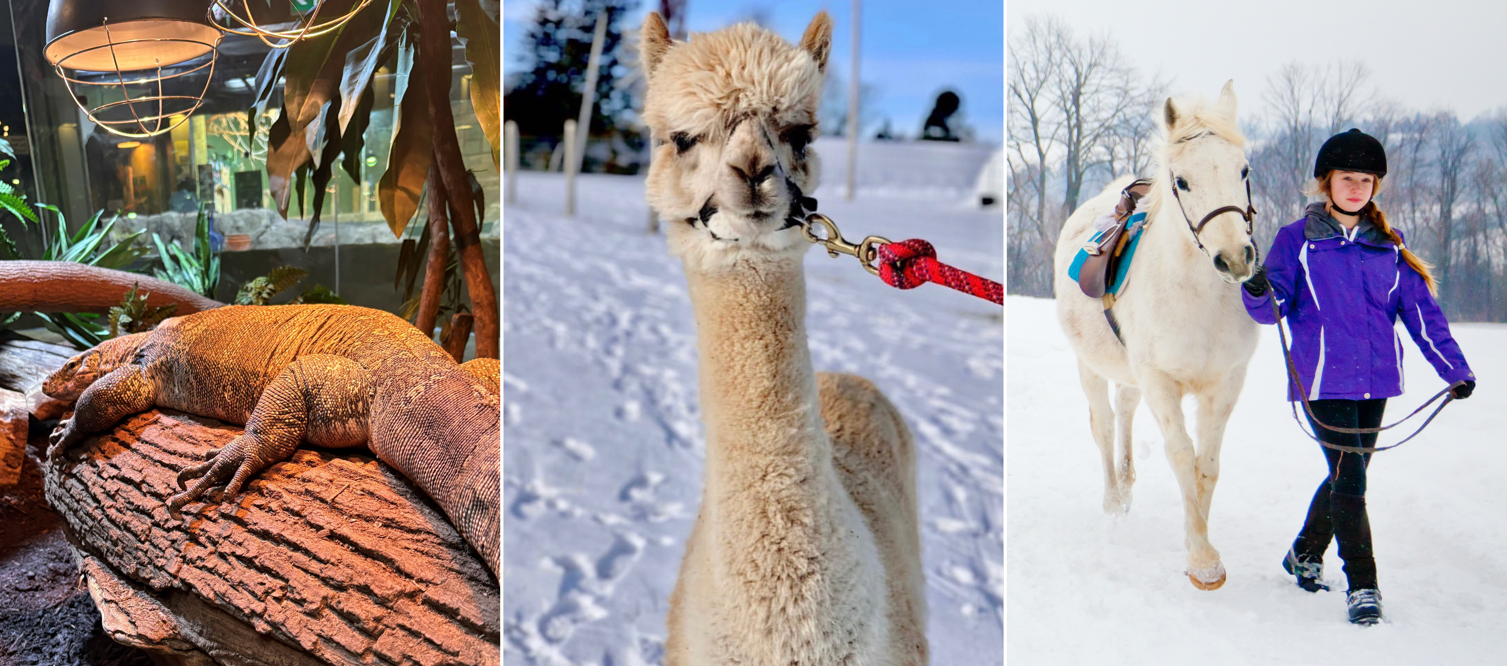 Animal experiences in Durham Region, Ontario