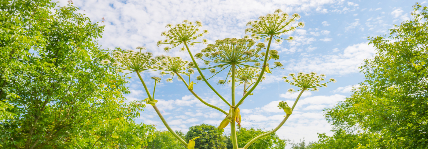 Picture of wild parsnip plant