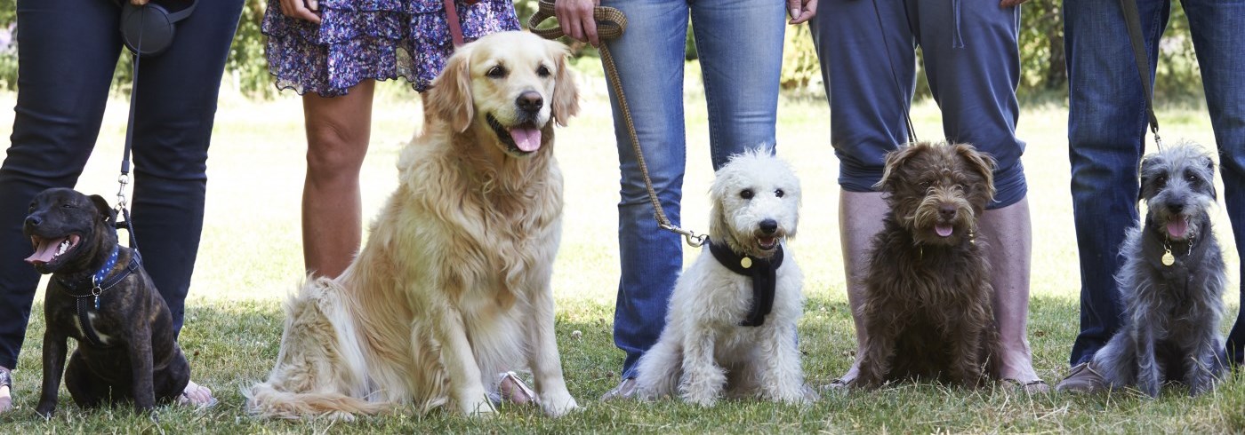Group of dogs on leashes