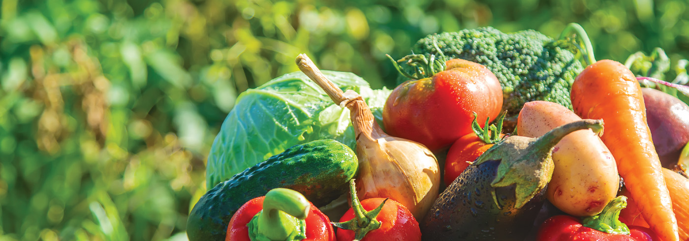 A garden of harvest vegetables