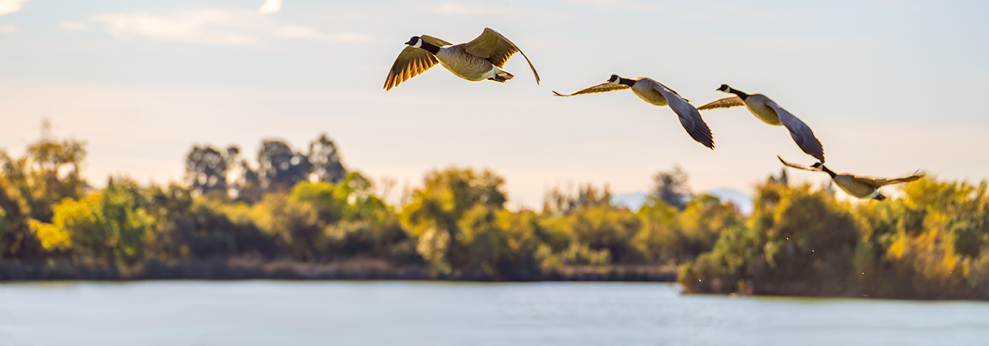 Four Canada geese flying over a calm lake with a backdrop of trees under a clear sky.