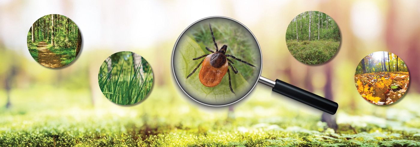Tick under a magnifying glass