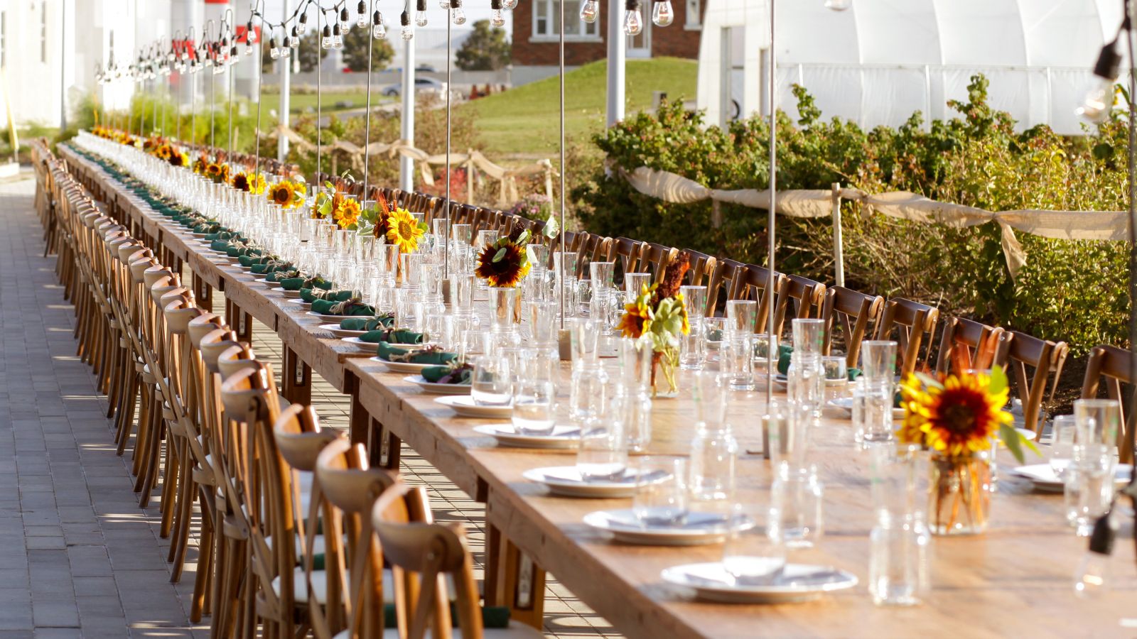 Image of a long harvest table set with napkins, glassware, and vases of sunflowers with lights hanging above