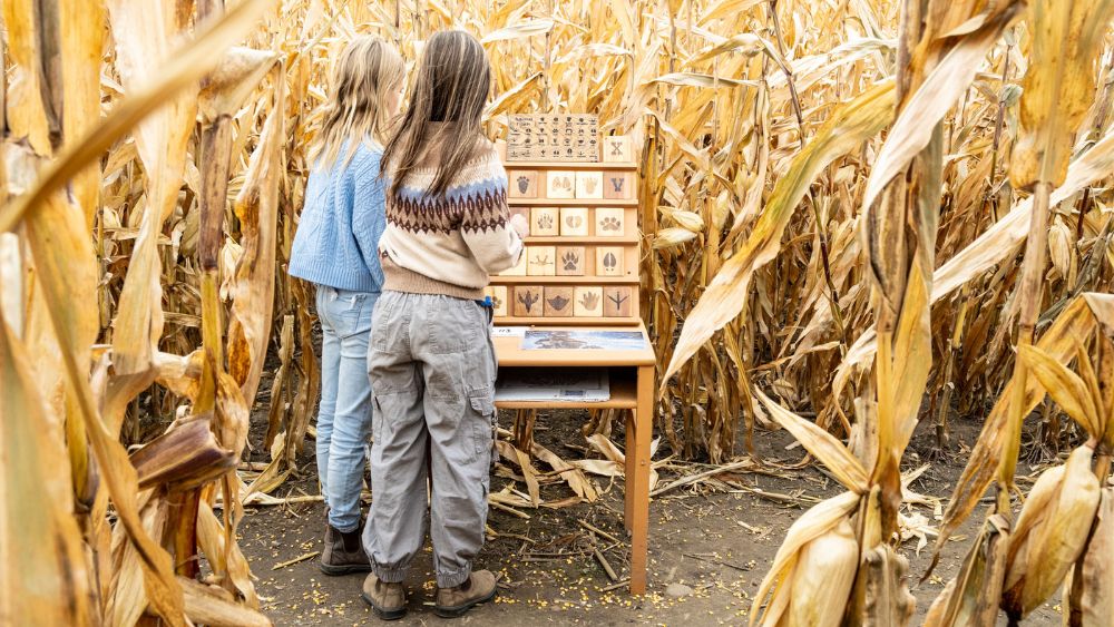 Two kids playing a game in a corn maze in Sunderland, Ontario