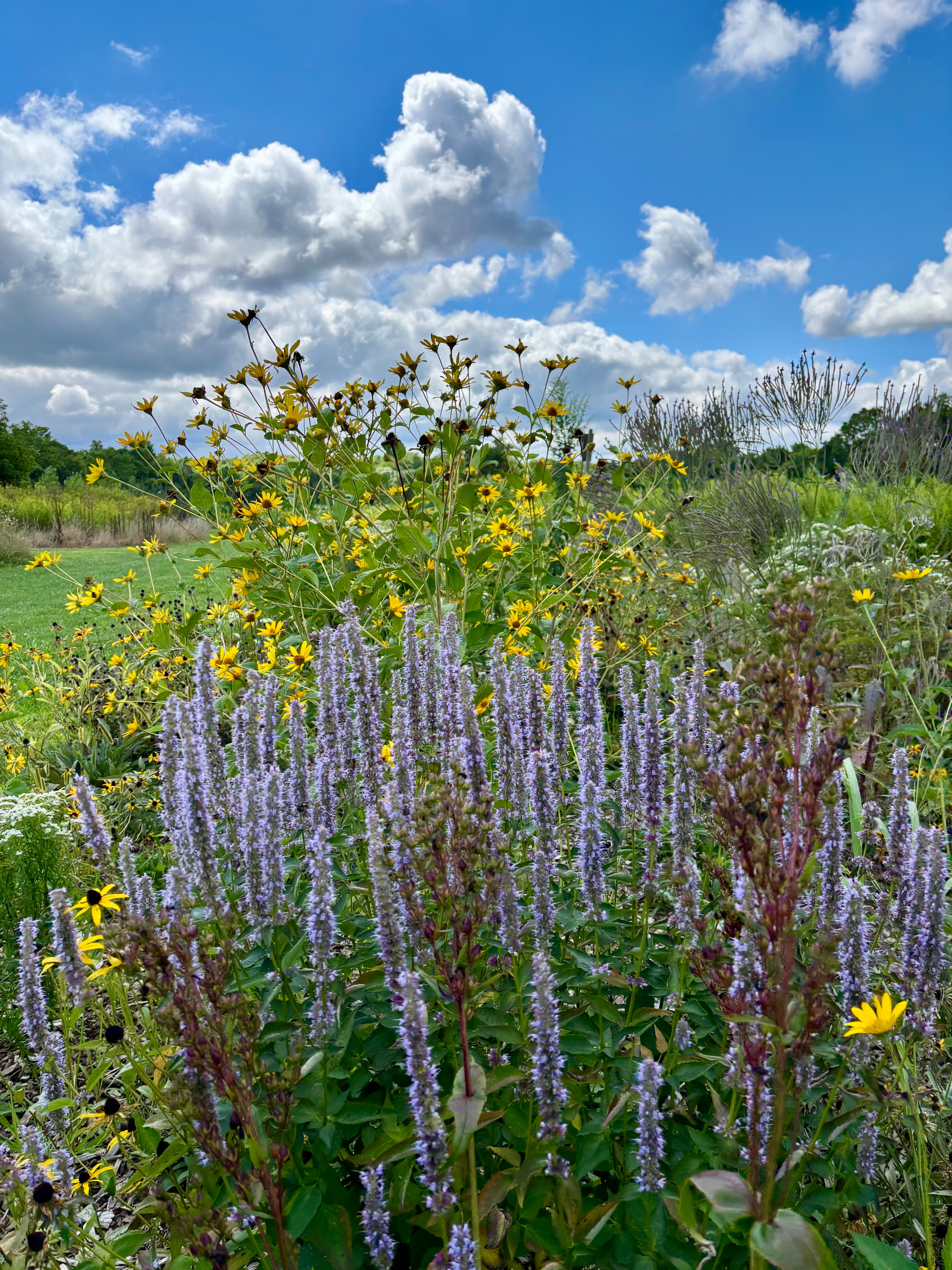 Native Flowers