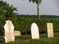 Headstones beside a vineyard