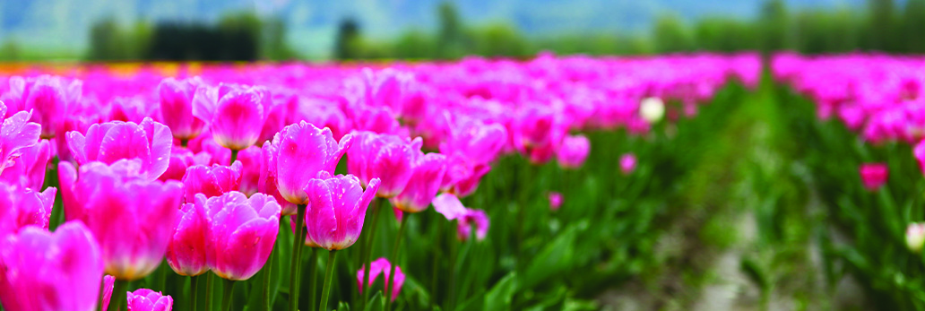 Field of flowers