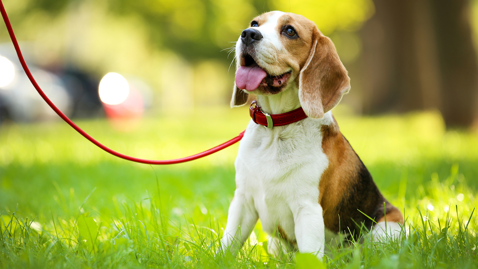 Dog sitting in the grass looking up at its owner