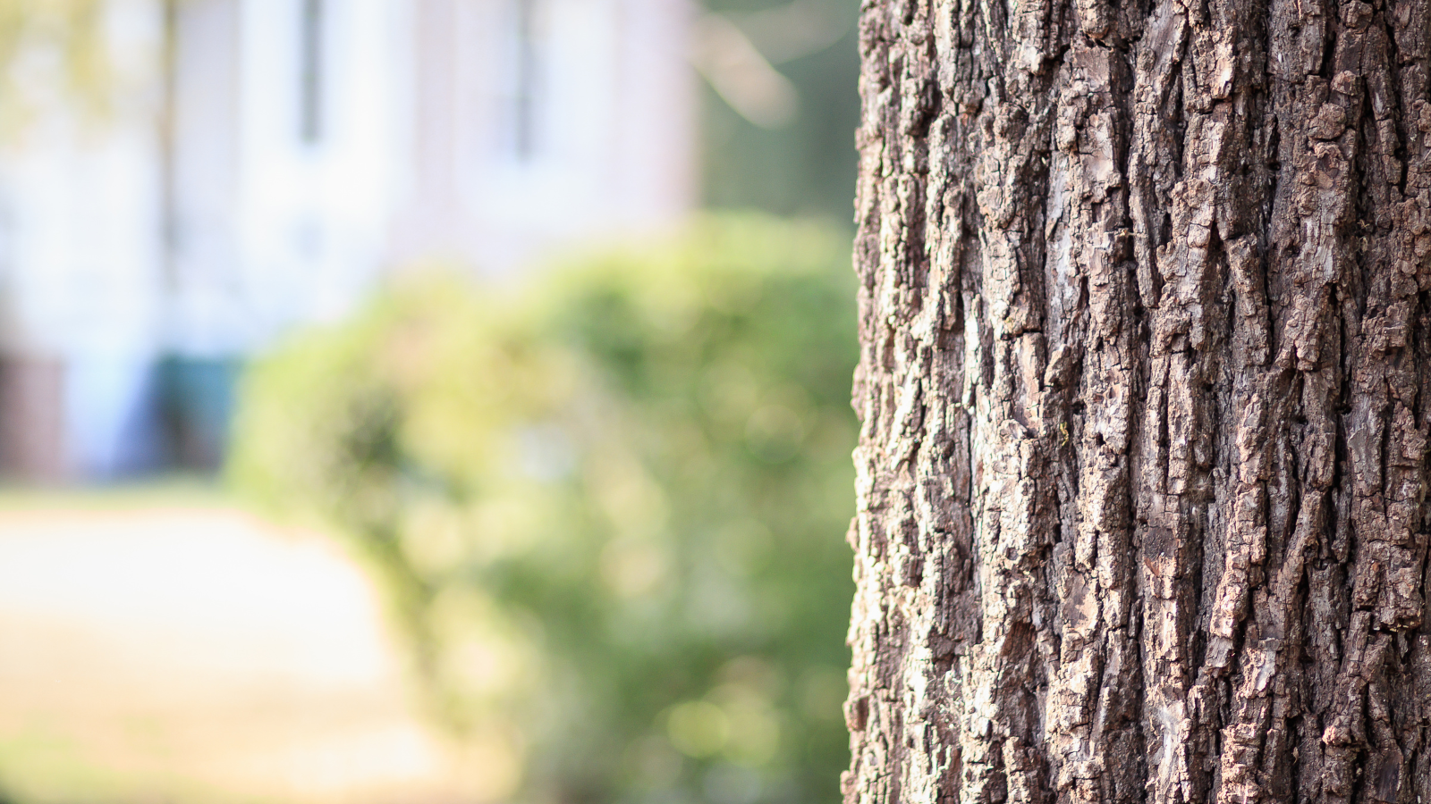 Tree-trunk.png