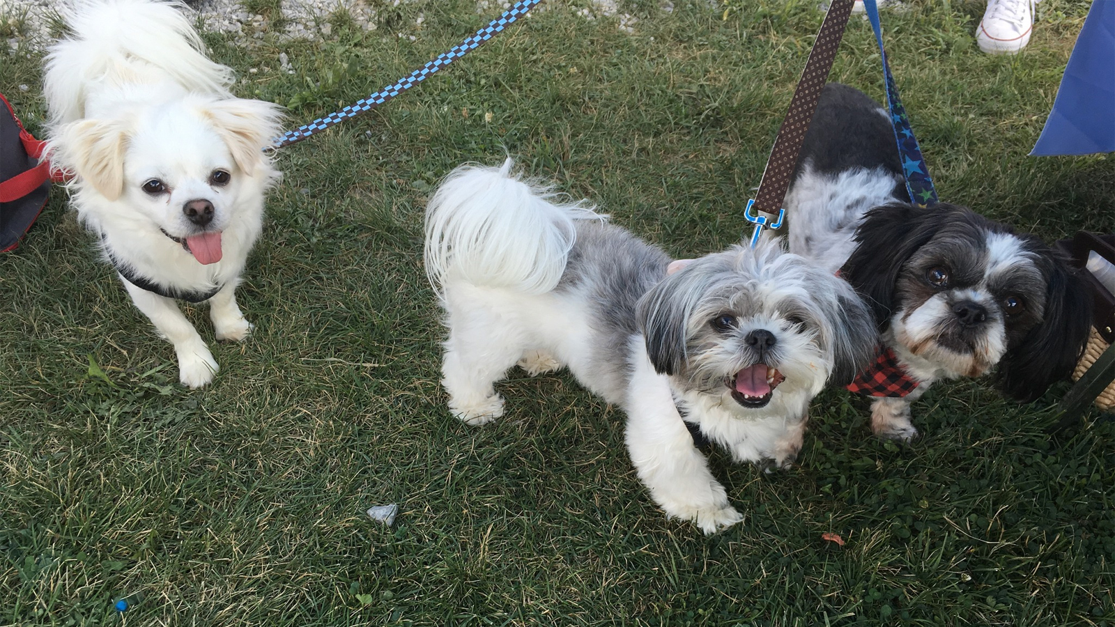 linden-beach-dog-park.jpg