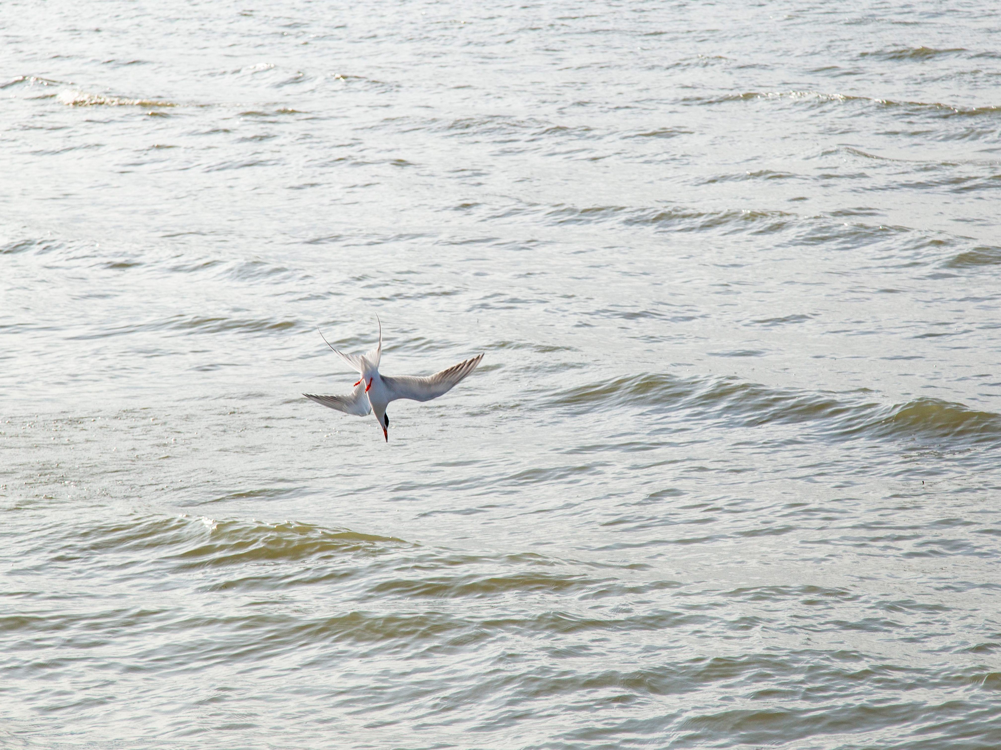 Lake St. Clair