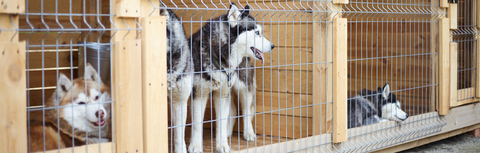 Dogs in a kennel