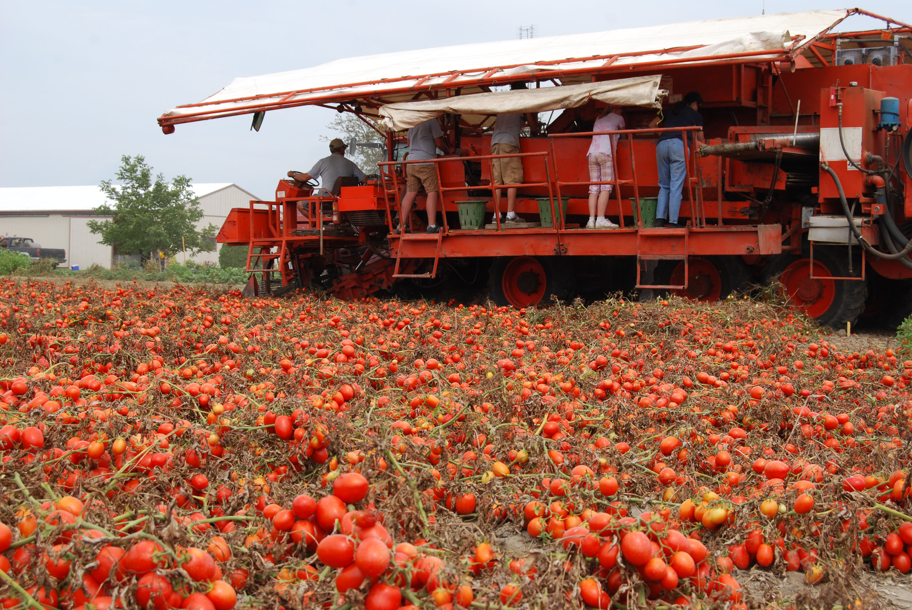 Tomatoes