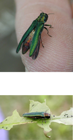 Two images of the emerald ash borer