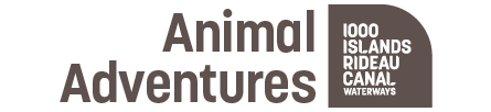 Animal Adventures