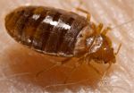 image of a bed bug