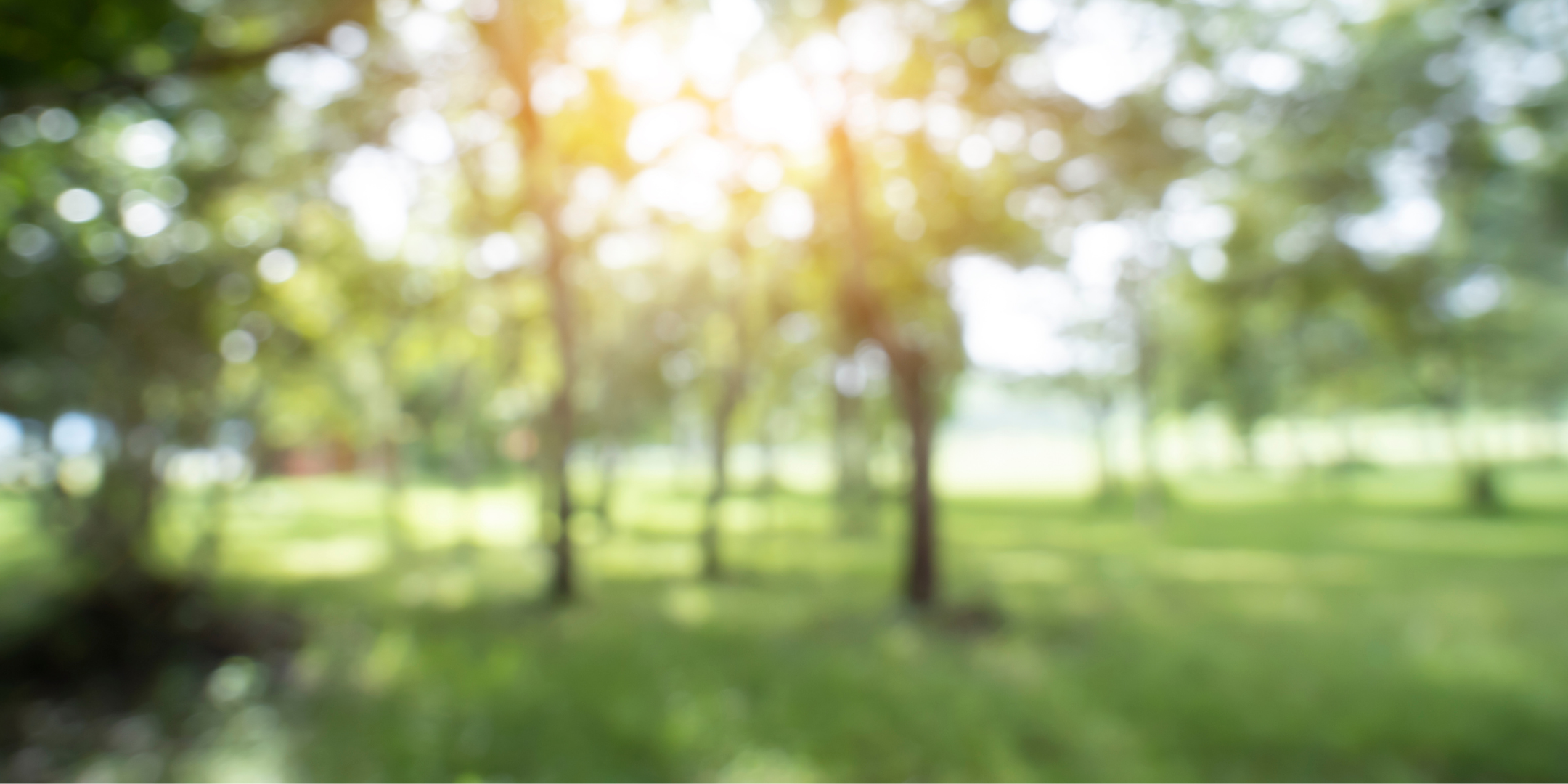 Image of green grass and trees on a sunny day