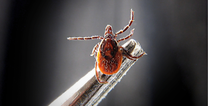 Close-up image of a tick