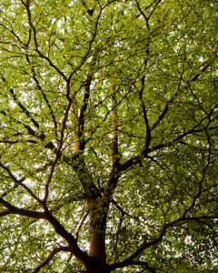 Elm Tree