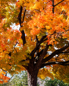 Sugar Maple