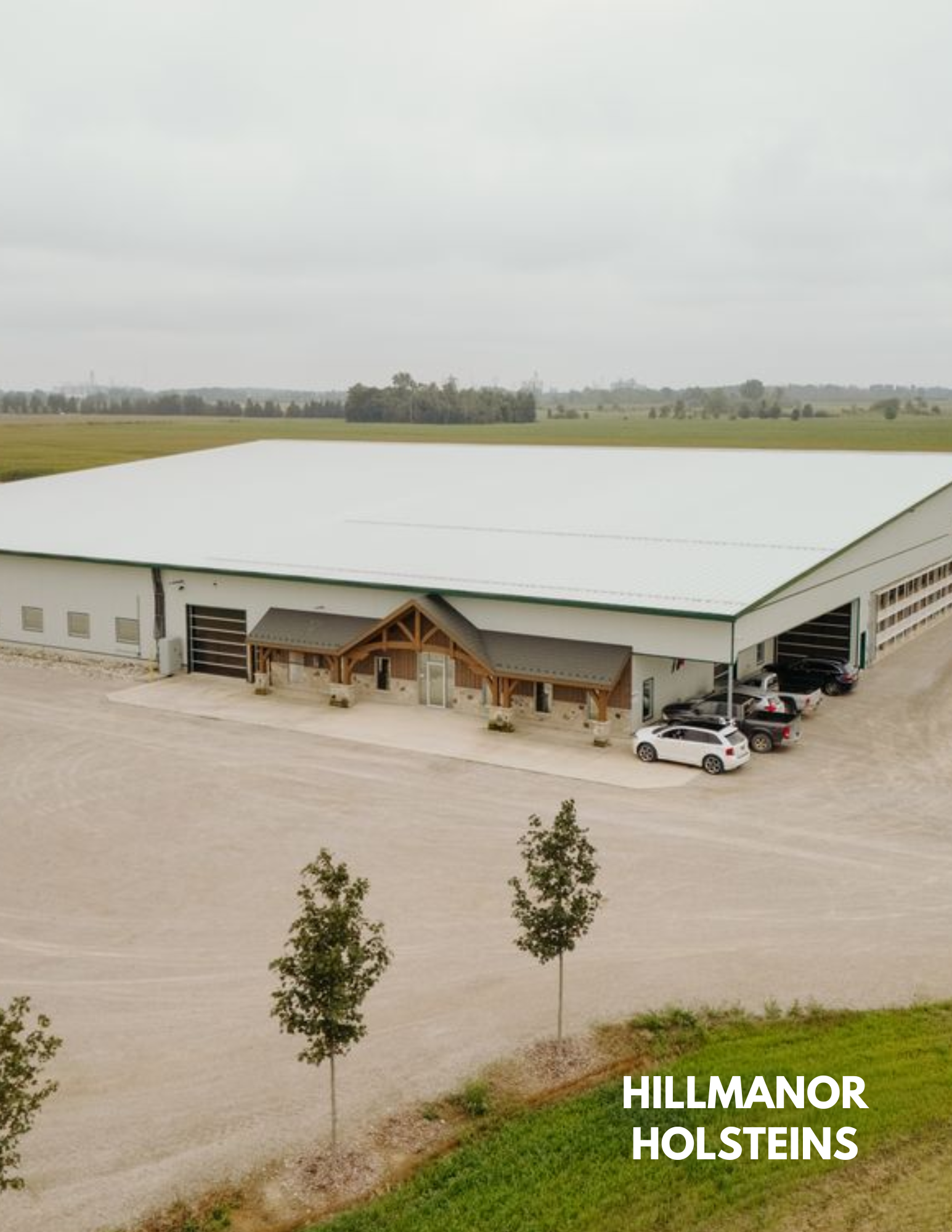 Hillmanor Holsteins