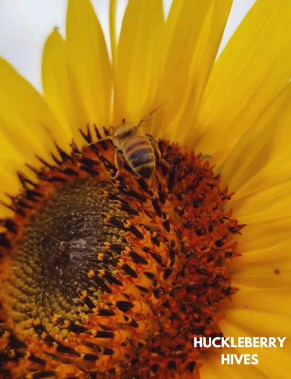 Huckleberry Hives Business Feature