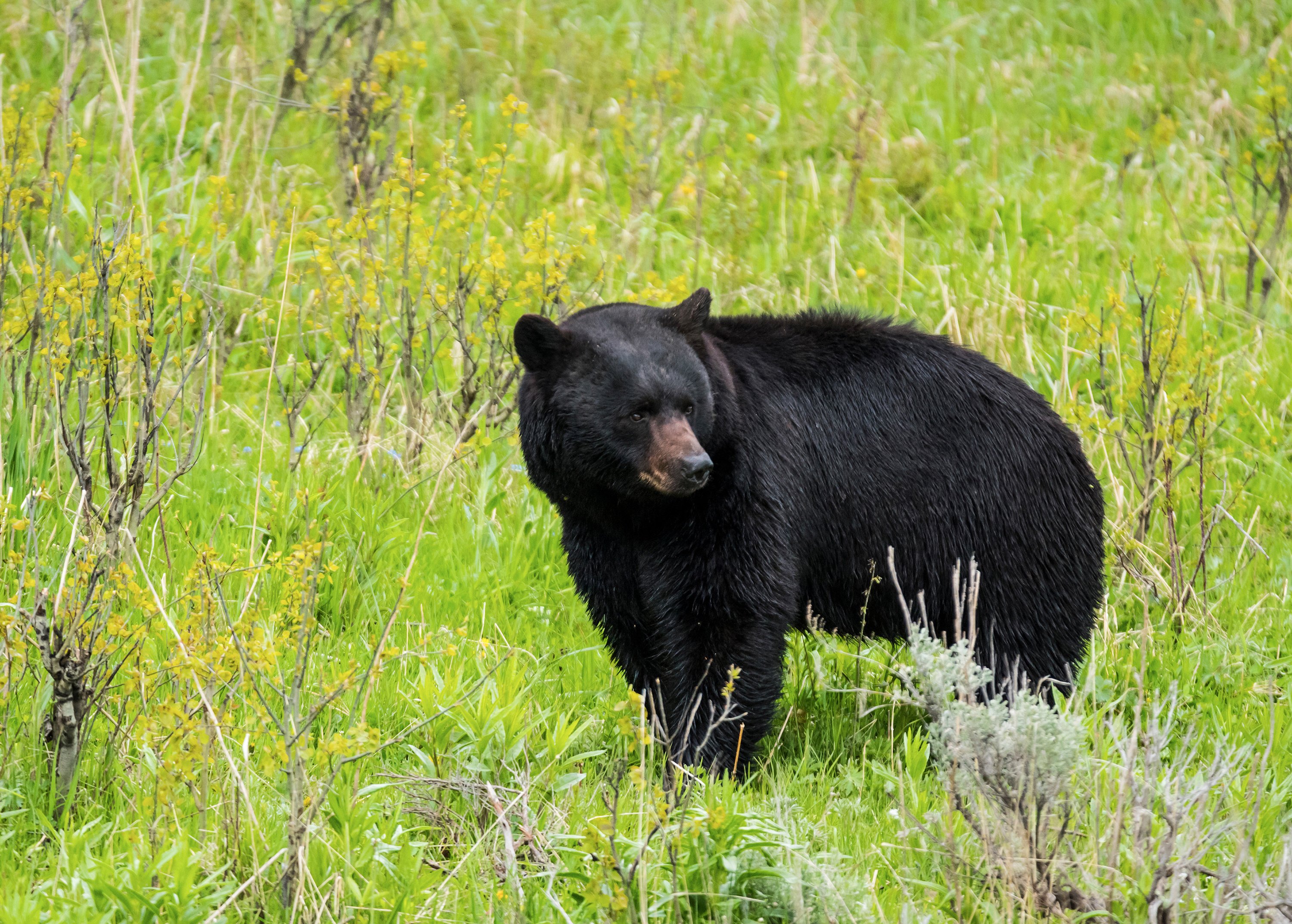 RDCO---Bears.jpg
