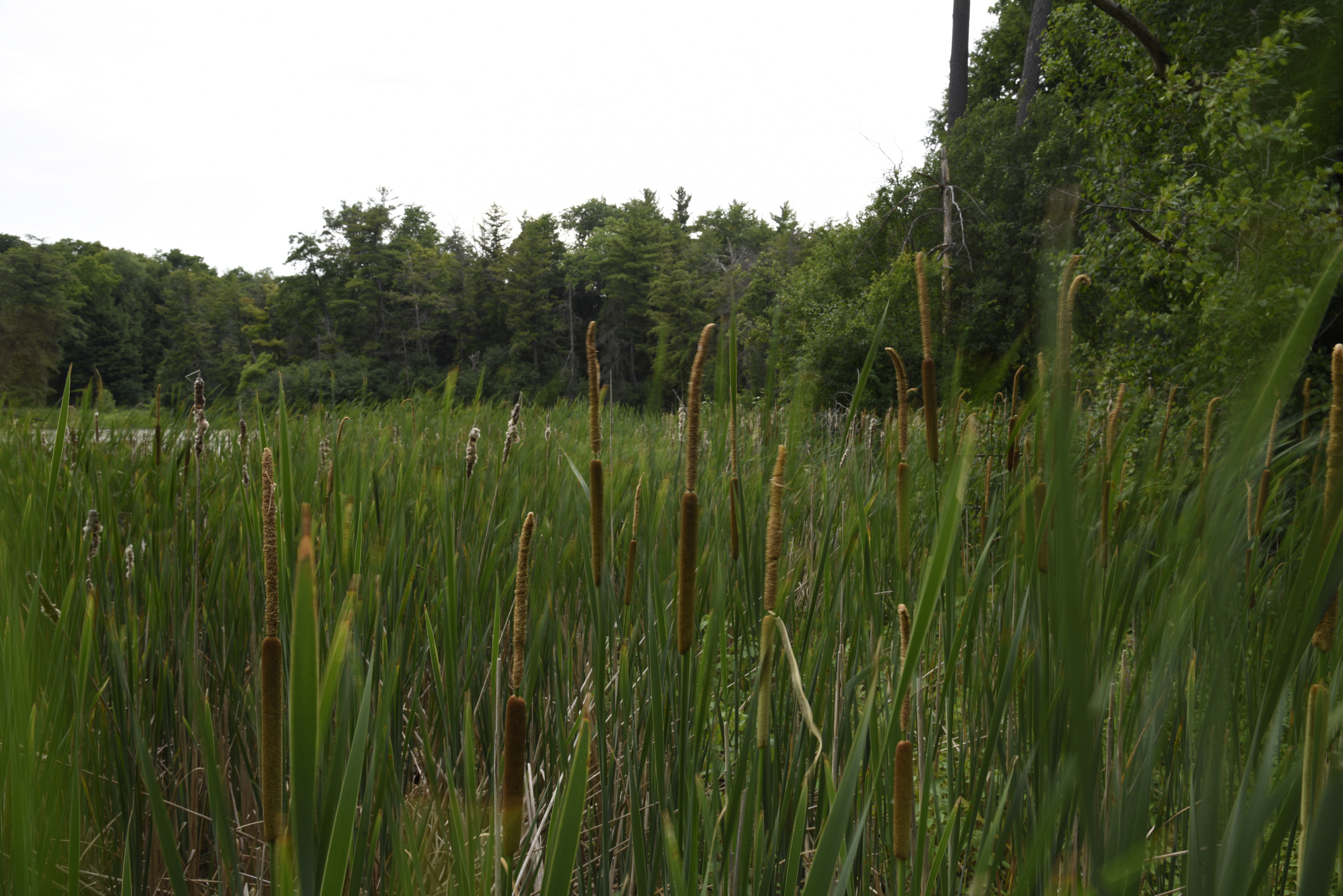cat tails with a pond in the background