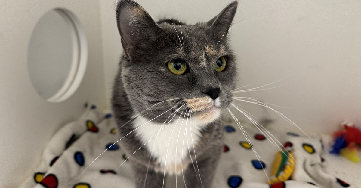 a cat that was abandoned at a local apartment building