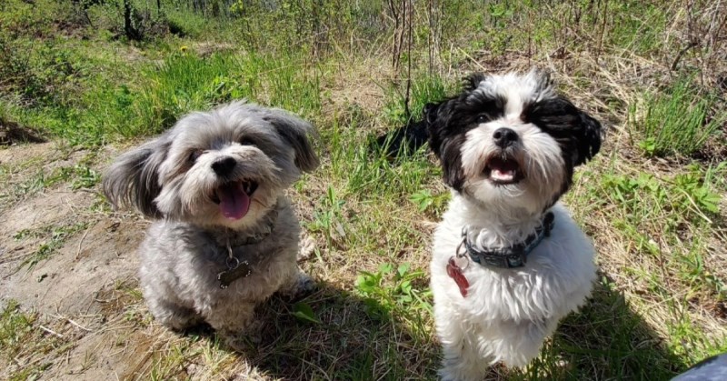 Two small dogs enjoying the trails