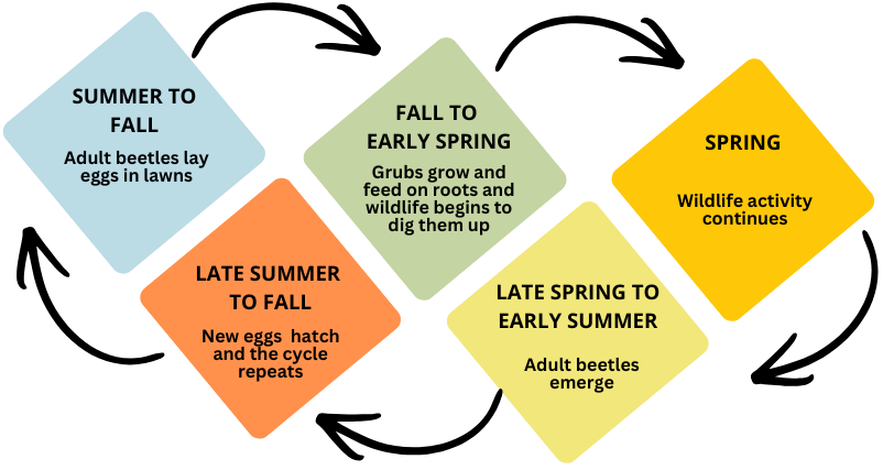 diagram of life cycle