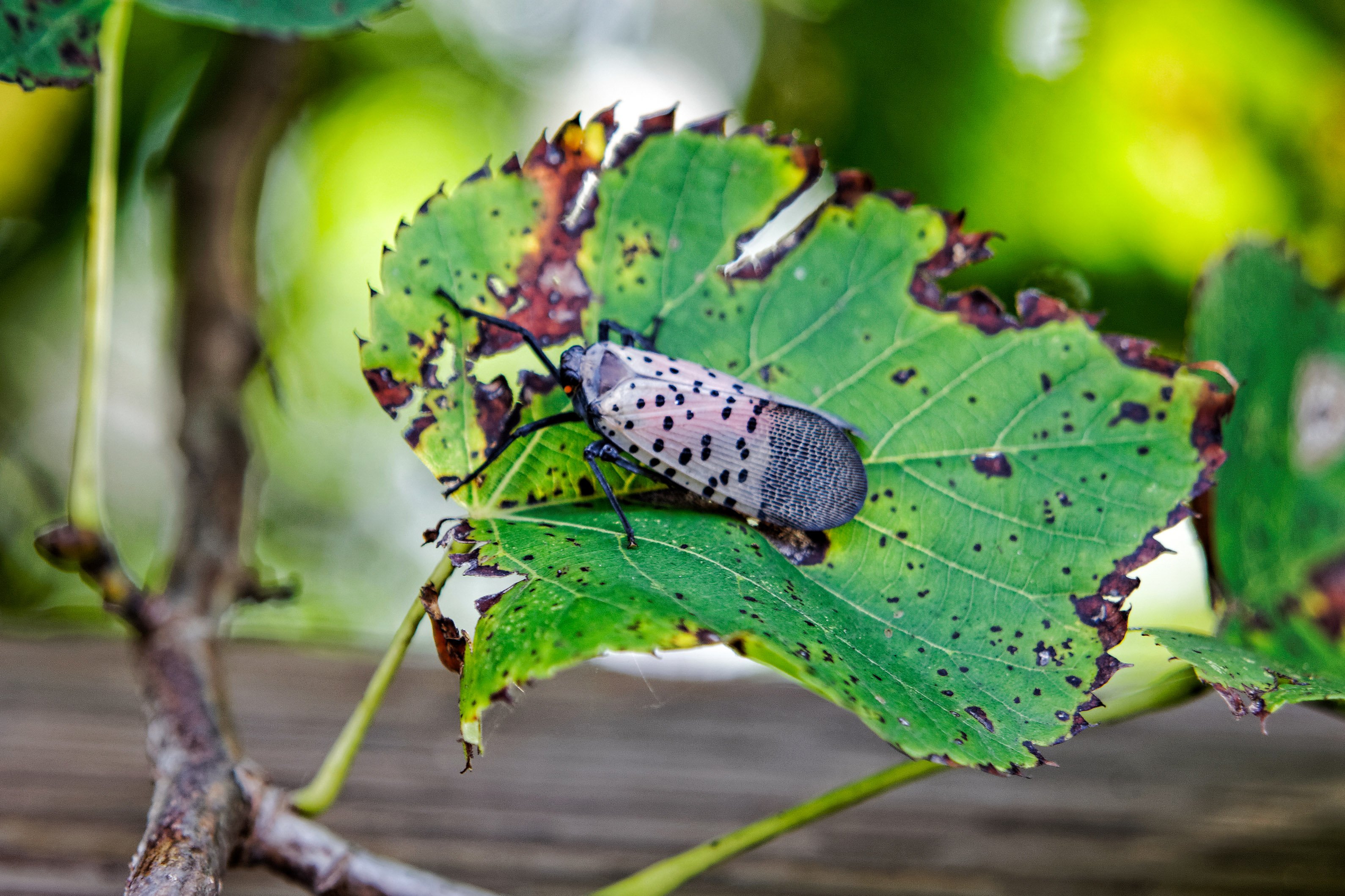 Spotted Lanternfly