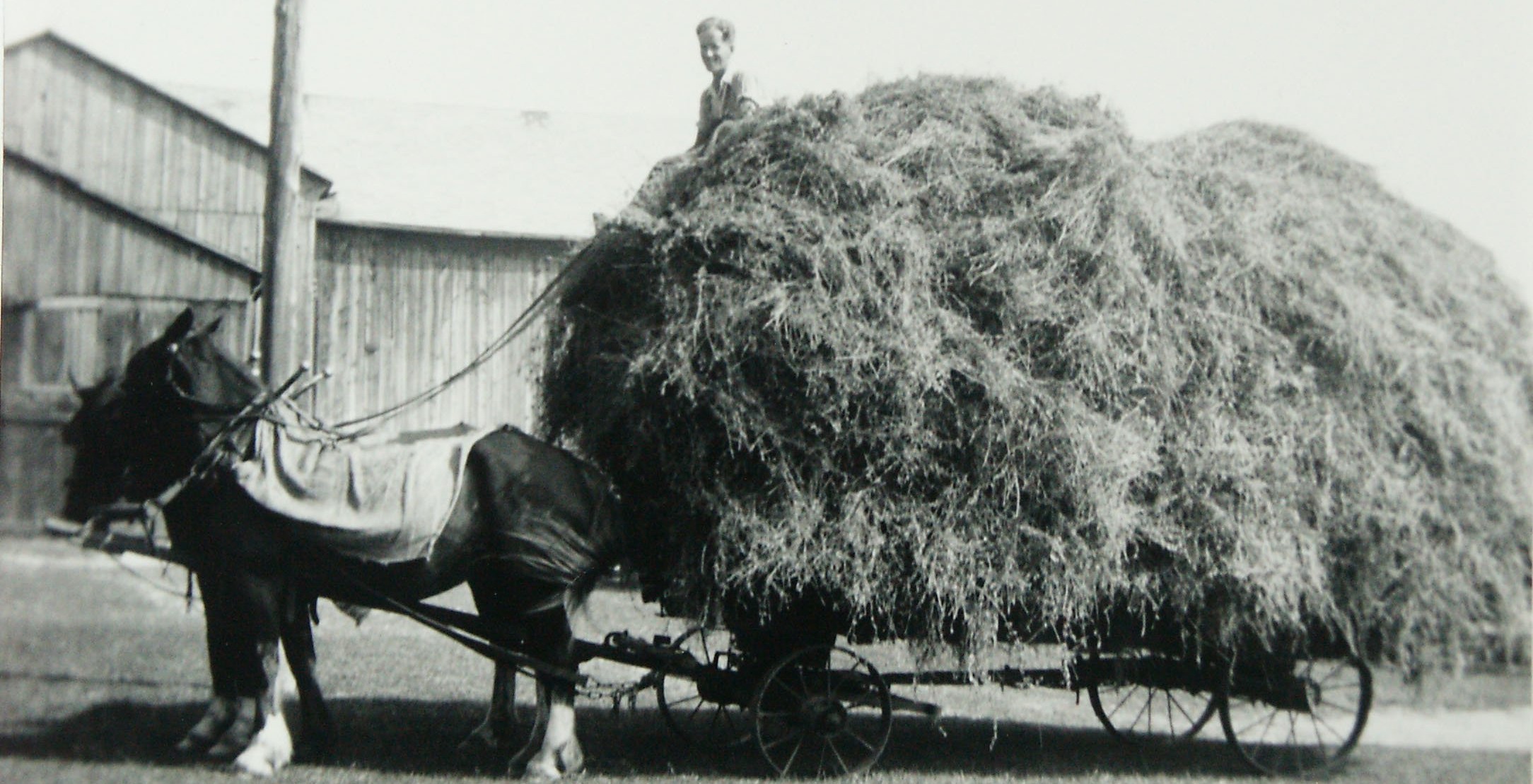 Hay harvest in the Holland Marsh