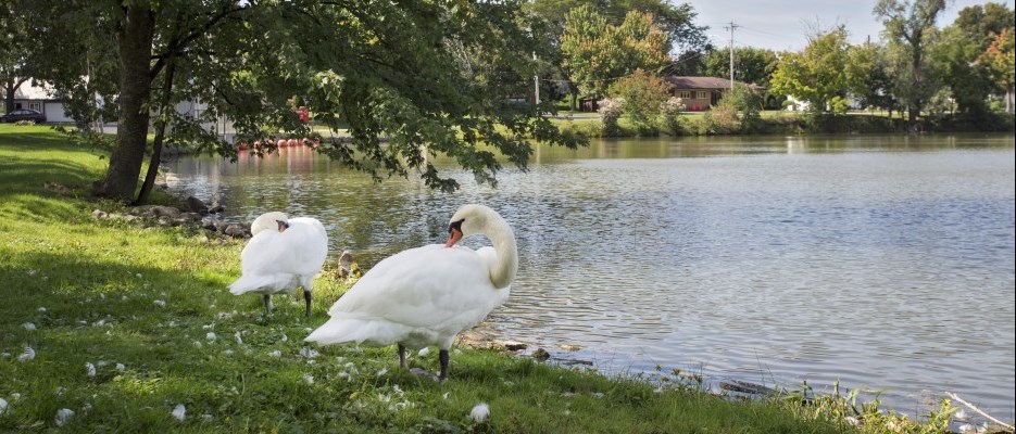 Wellesley Pond