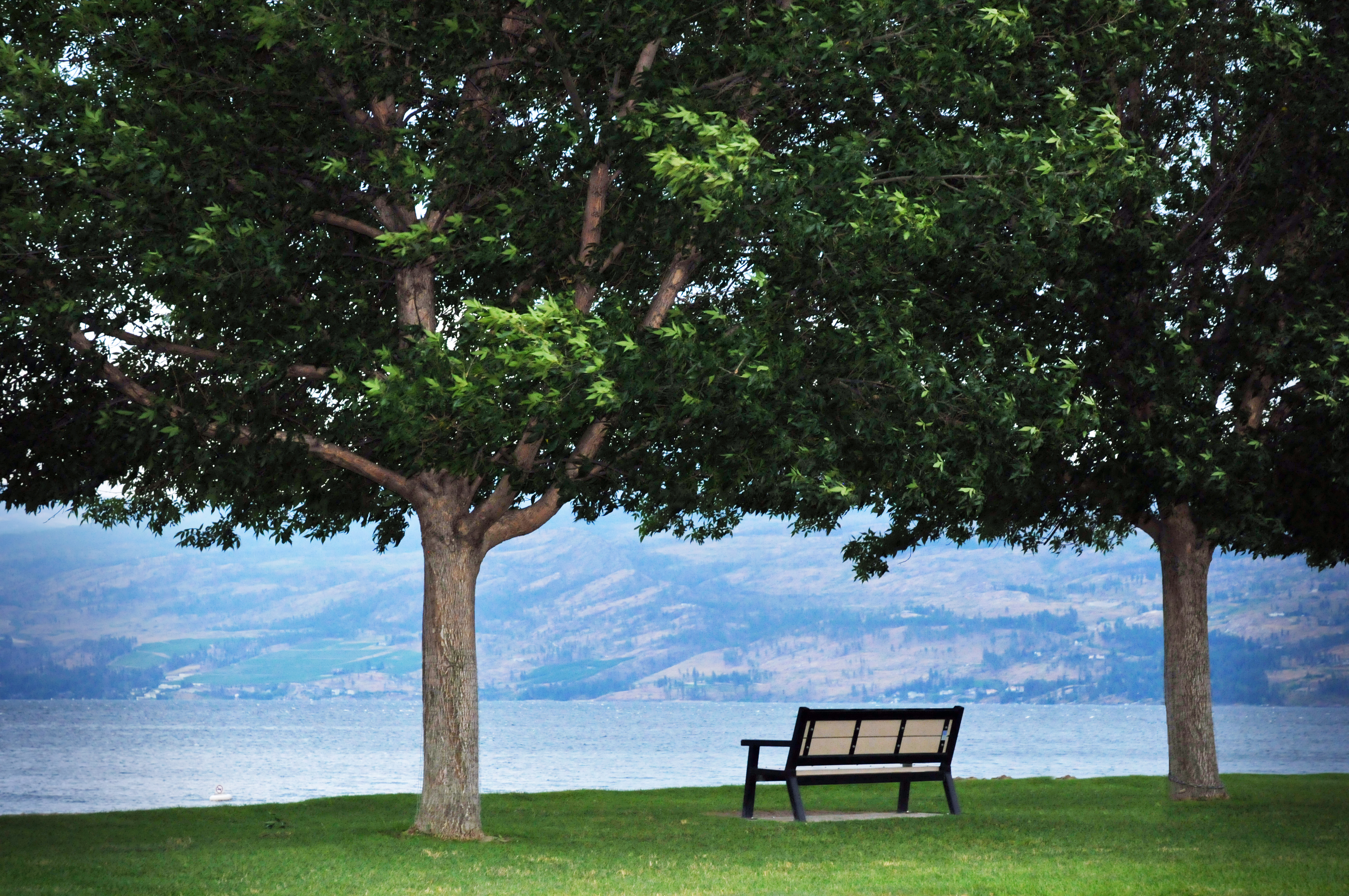 A lakeside park bench sits among large, lush deciduous trees in summer.
