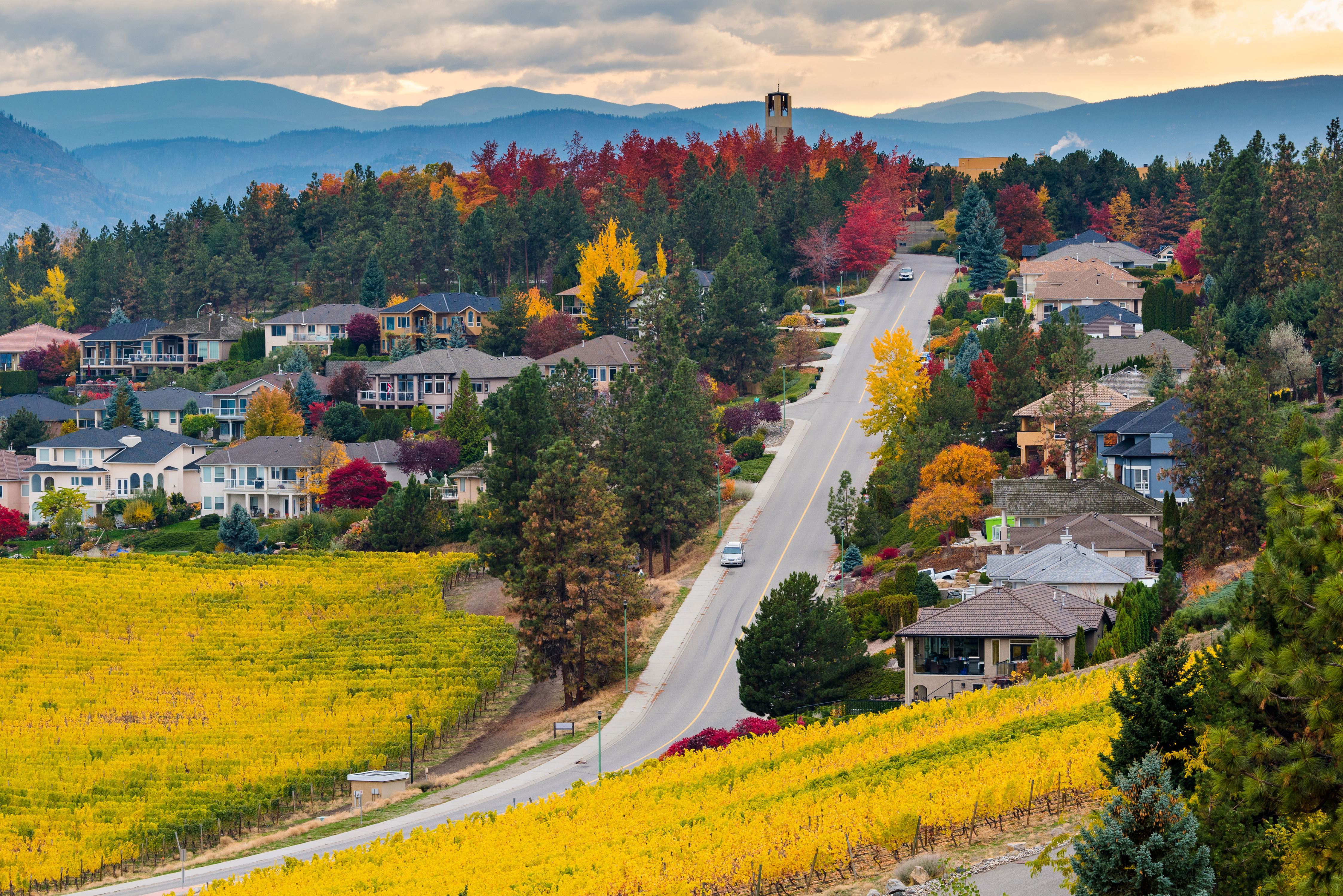  A hillside neighbourhood overlooks a golden-coloured vineyard in fall