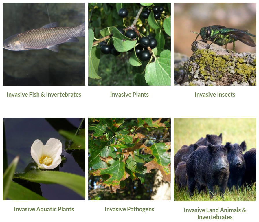 Invasive Species